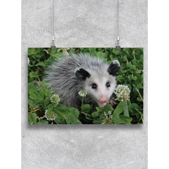 Cute Possum Chilling Poster - Image by Shutterstock,