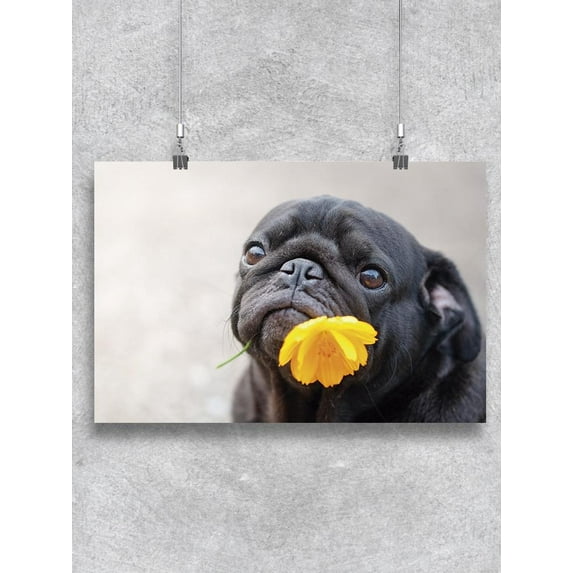 Cute Pug With Marigold Flower Poster -Image by Shutterstock