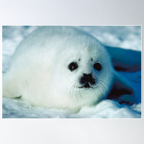 Cute Seal Poster Wall Art, Modern Wall Decor For Living Room Bedroom, 16x24 UNFRAMED