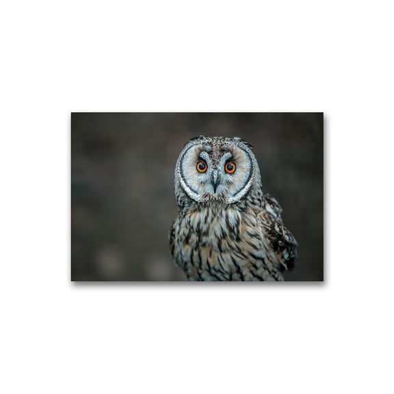 Cute Short-eared Owl Poster -Image by Shutterstock