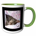 thumbnail image 1 of 3drose, Cute Sleeping Black Brown Tabby Cat Photo, 15oz Two-tone Green Mug, 1 of 6