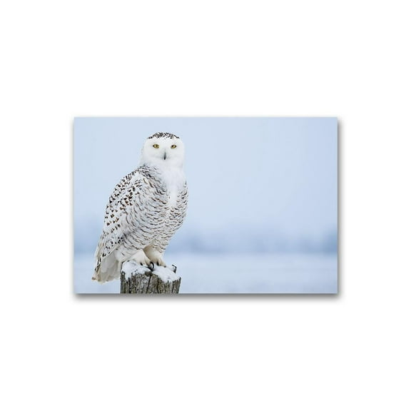 Cute Snowy Owl Poster -Image by Shutterstock