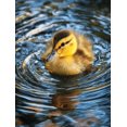 thumbnail image 1 of Cute Swimming Duckling Animal Canvas Print Nursery Home Decor, 1 of 8