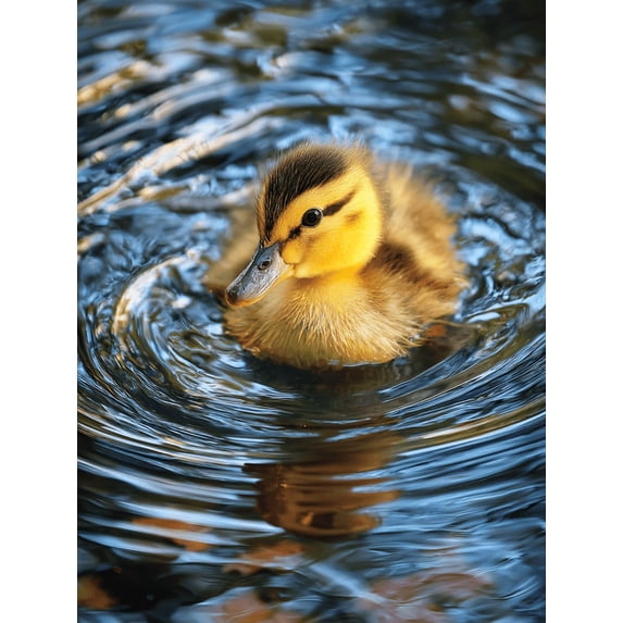Cute Swimming Duckling Animal Canvas Print Nursery Home Decor