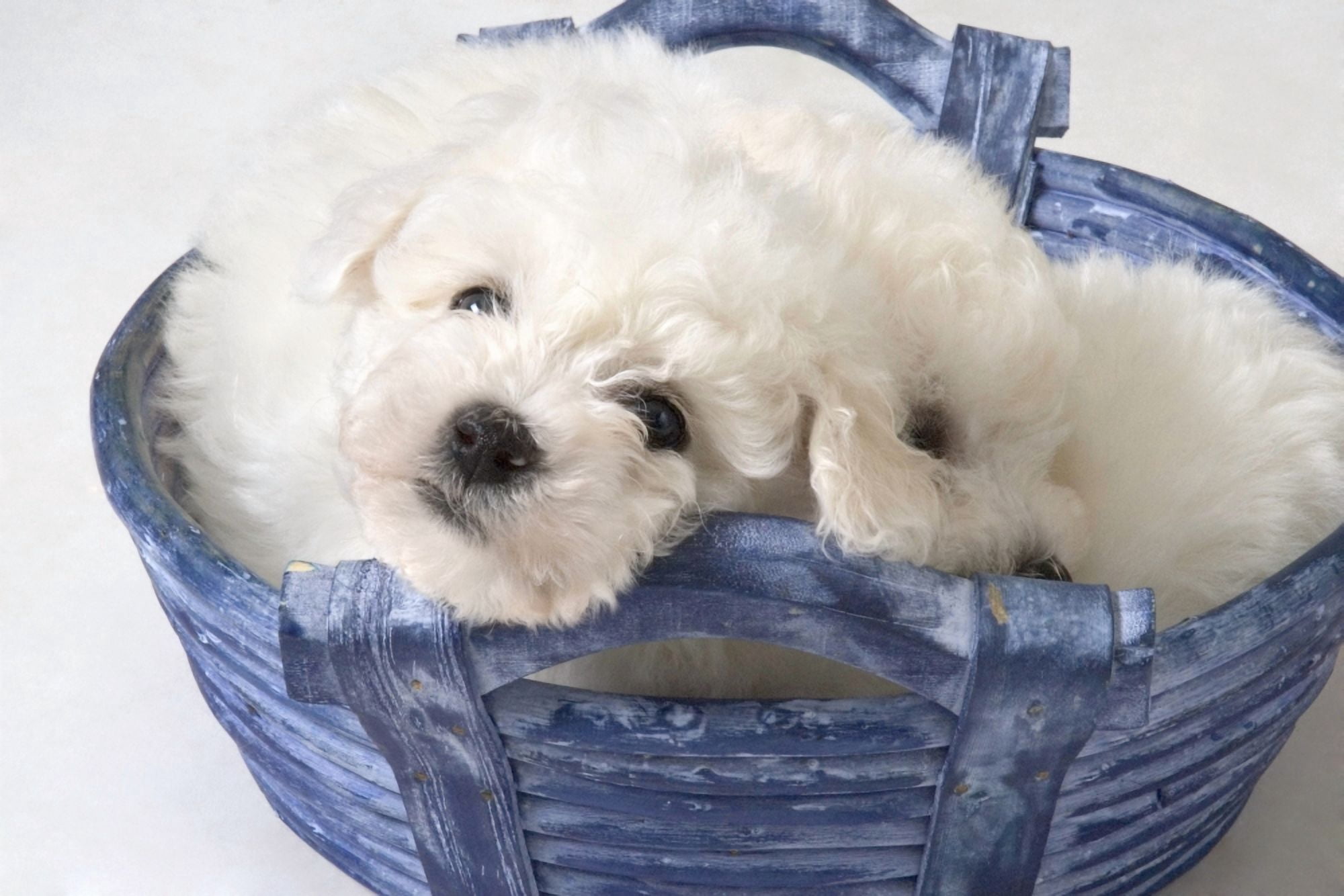 Cute White Pups Canvas Art - Corey Hochachka Design Pics (17 x 11)