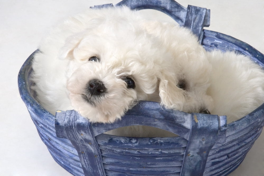 Cute White Pups Canvas Art - Corey Hochachka Design Pics (34 x 22)