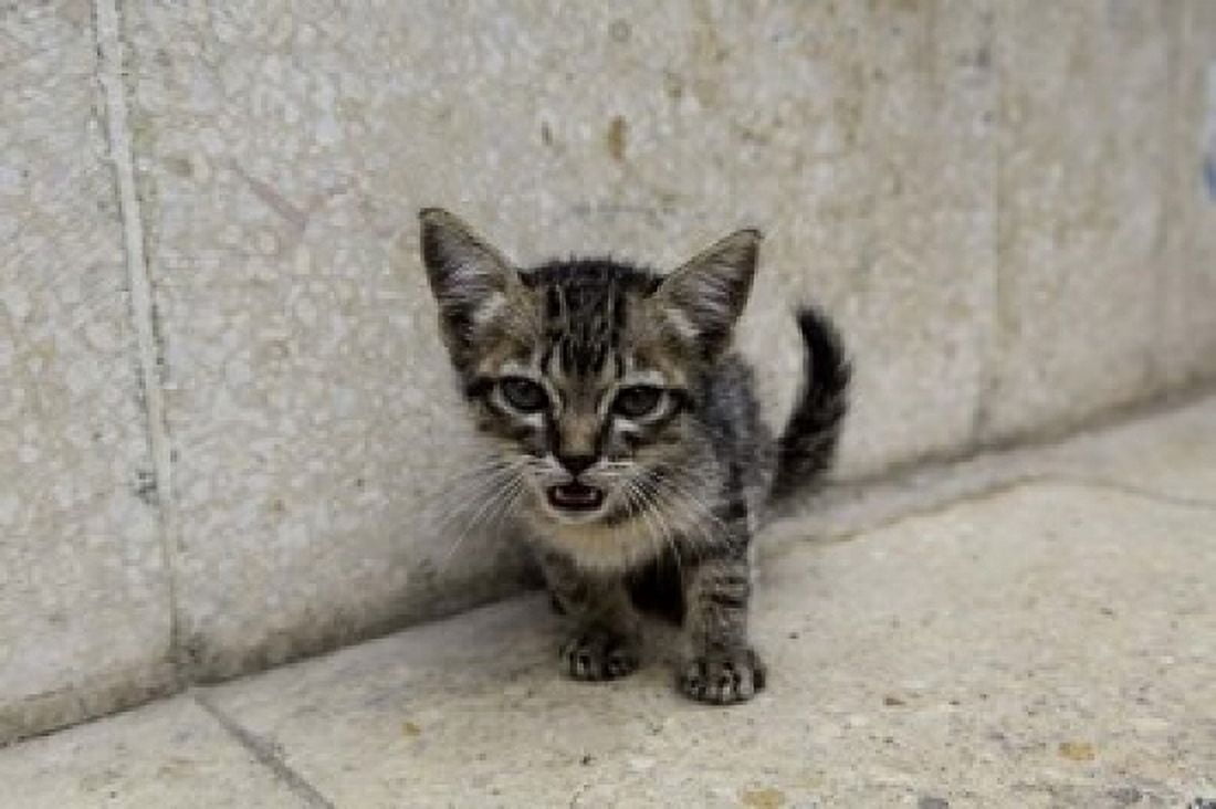 Cute kitten on the streets of Old Havana Havana Cuba Canvas Art - Adam Jones DanitaDelimont (39 x 26)