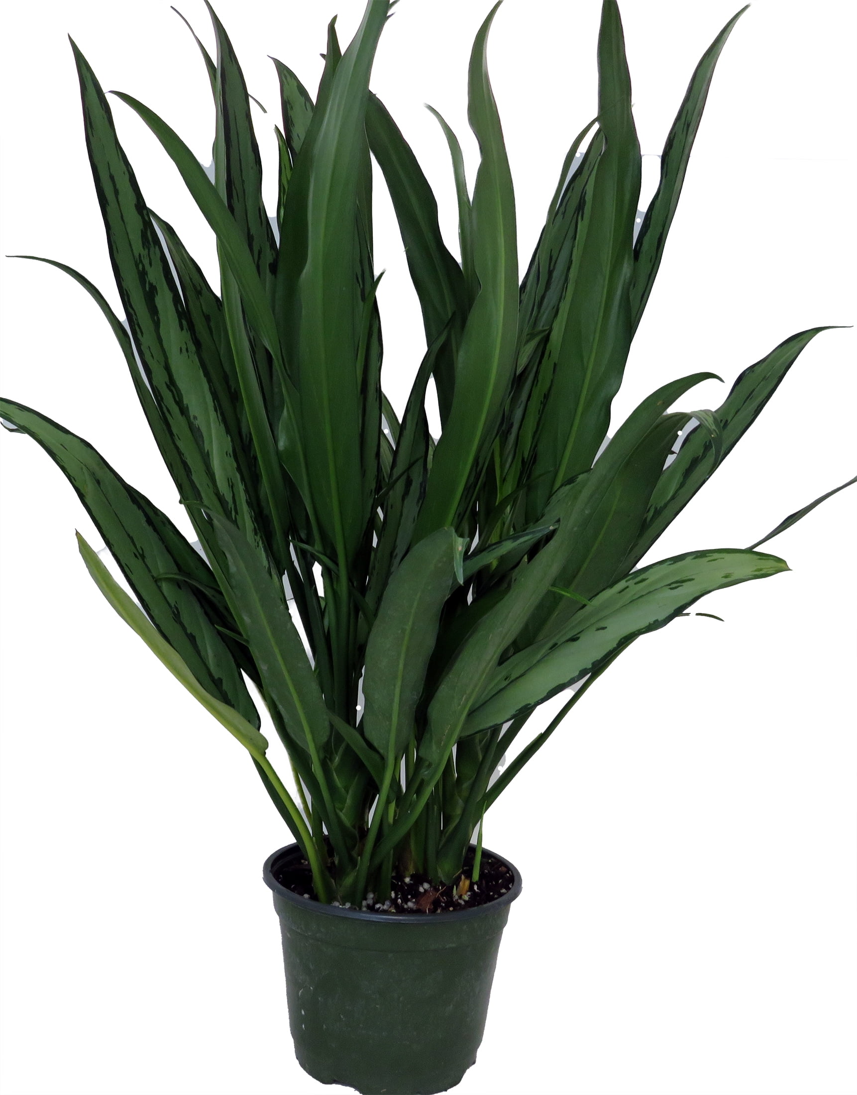 hanging basket for spider plant Spider Plant, Spider Ivy, Ribbon Plant in Hanging Basket