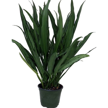 Cutlass Chinese Evergreen Plant - Aglaonema - Low Light - 6" Pot