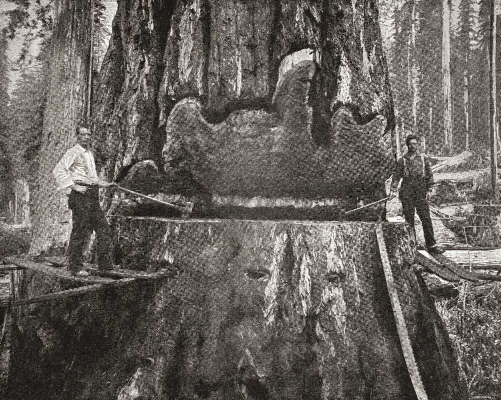 Cutting down a giant California Redwood tree in the late 19th century From The Strand Magazine published 1897 Canvas Art - Ken Welsh  Design Pics (15 x 12)