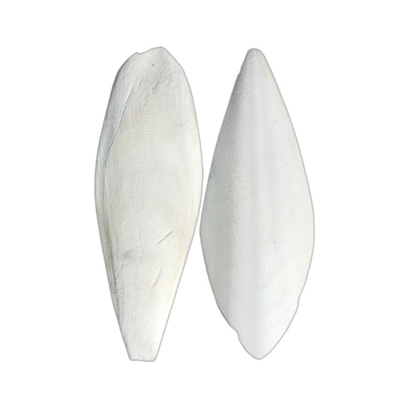 Cuttlefish Bone(9 12Cm) Cuddle Bone for Birds Birds Parrots Chewing Toys Natural Cuttlefish Bone Bird Pet Molar Teeth Grinding Toy for Parrots Cage Birds Tortoises Parrot Toys Happy Day!