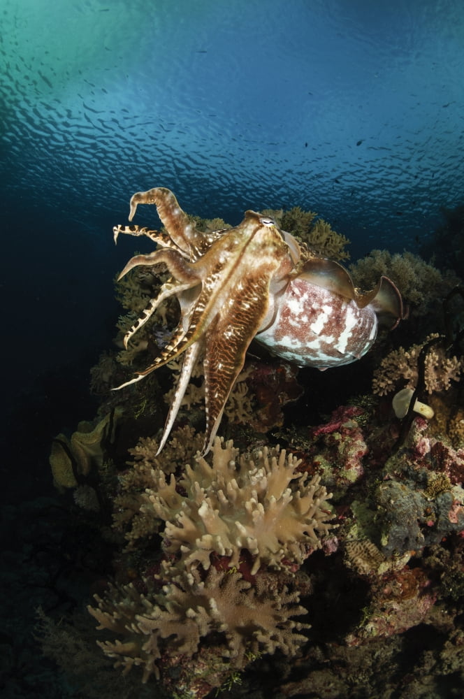 Cuttlefish Indonesia Canvas Art - Todd WinnerStocktrek Images (12 x 18)