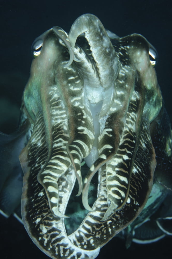Cuttlefish Indonesia Canvas Art - Todd WinnerStocktrek Images (23 x 35)