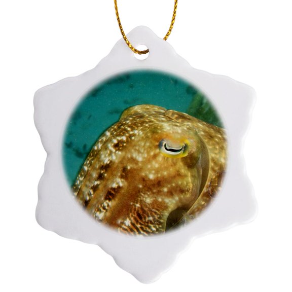 3drose, Cuttlefish, Scuba Diving, Sulawesi, Indonesia-as11 Sws0378 - Stuart Westmorland, 3 inch Snowflake Porcelain Ornament