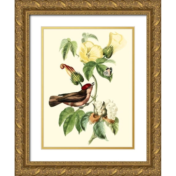 Cuvier, Georges 12x14 Gold Ornate Wood Framed with Double Matting Museum Art Print Titled - Cuvier Exotic Birds I
