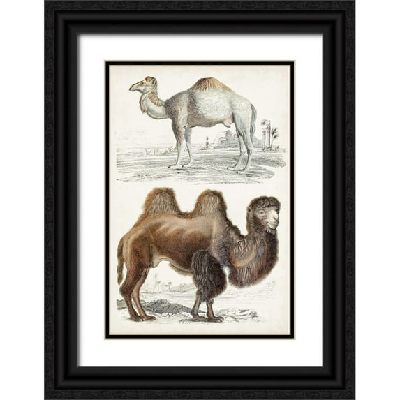 Cuvier, Georges 13x18 Black Ornate Wood Framed with Double Matting Museum Art Print Titled - Journal of Natural History III