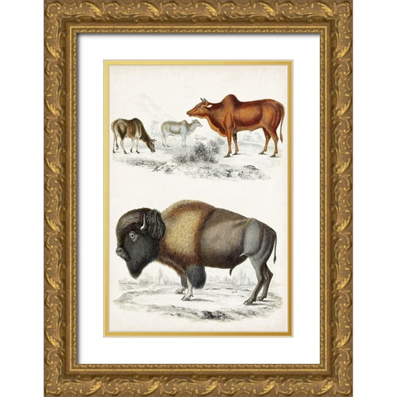 Cuvier, Georges 13x18 Gold Ornate Wood Framed with Double Matting Museum Art Print Titled - Journal of Natural History VII