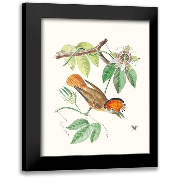 Cuvier, Georges 20x24 Black Modern Framed Museum Art Print Titled - Cuvier Bird And Habitat I