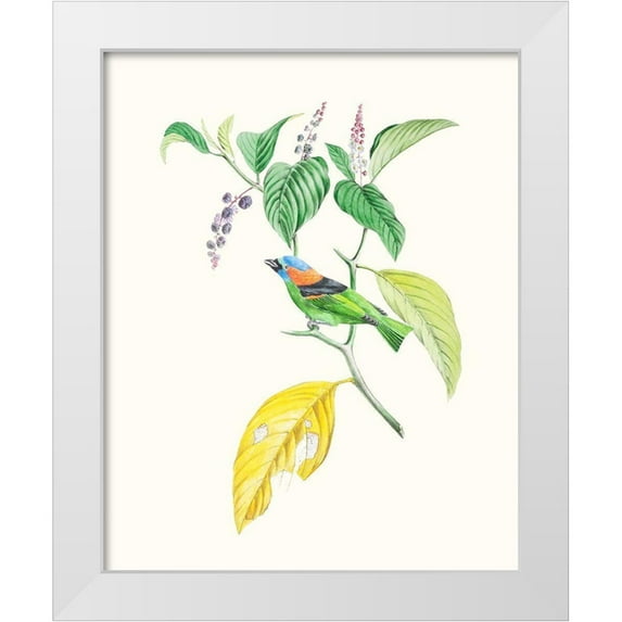 Cuvier, Georges 20x24 White Modern Wood Framed Museum Art Print Titled - Cuvier Bird And Habitat IV