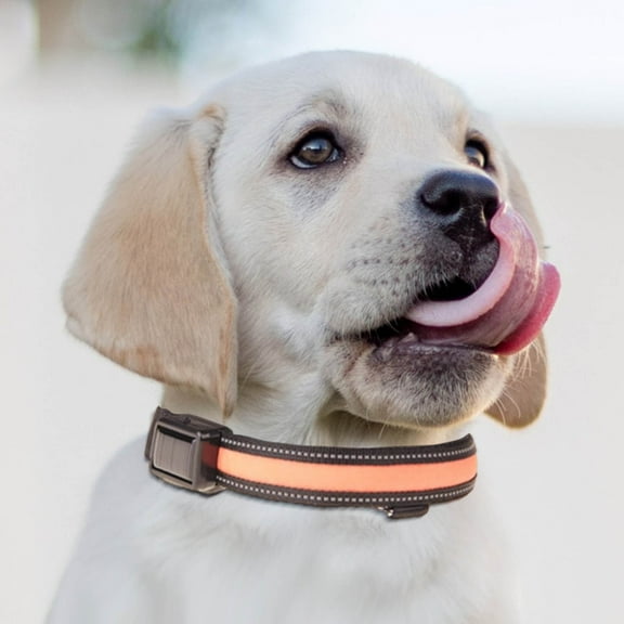 CxhicLuv Pet Light Collar, USB & Solar Charging, High Visibility, Water-Resistant, LED Dog Leash – Ideal for Night Walks, Outdoor Activities, Suitable for Dog Owners, Pet Lovers, Orange