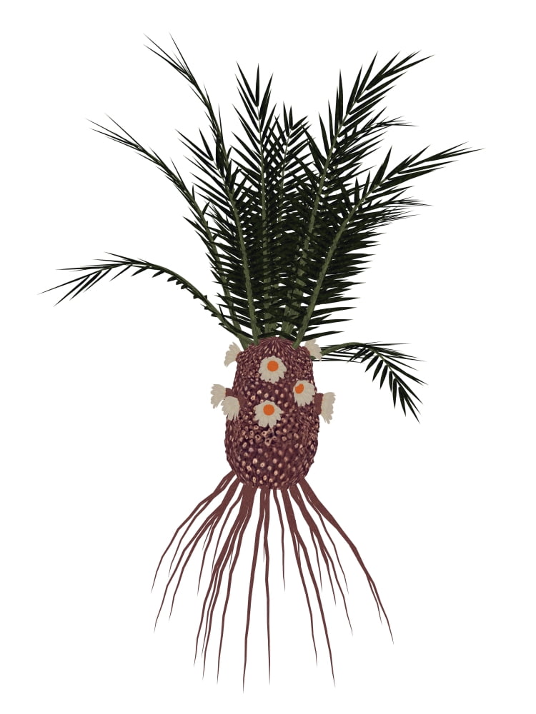 Cycadeoidea prehistoric plant Canvas Art - Elena DuvernayStocktrek Images (24 x 32)
