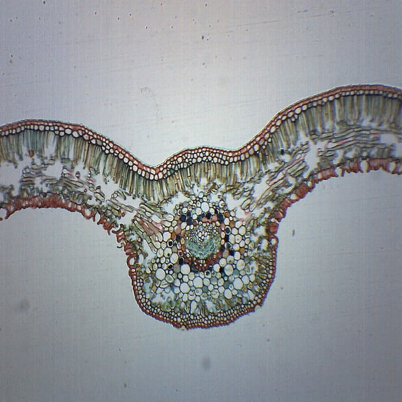 Cycas Leaf - Cross Section - Prepared Microscope Slide - 75 x 25mm - Biology & Microscopy - Eisco Labs