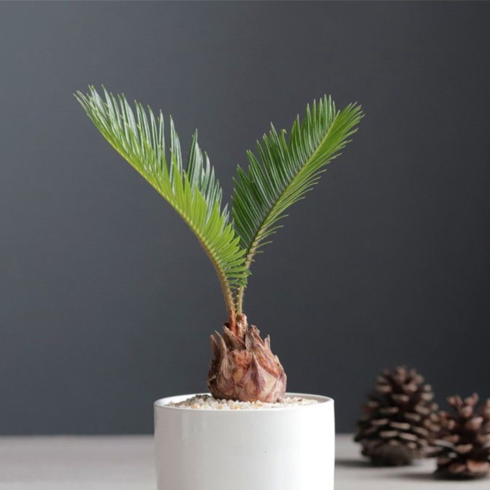 Cycas Tree Plant Bulbs Cycas Tree Bulbs Cycas Palm Tree Bulbs Lovely ...