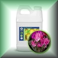 thumbnail image 1 of Cyclamen Absolute Oil (Cyclamen Europeum), 1 of 1