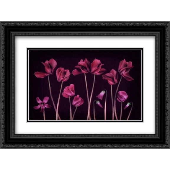 Cyclamen Deep Purple 2x Matted 24x18 Black Ornate Framed Art Print by Niele, Cora