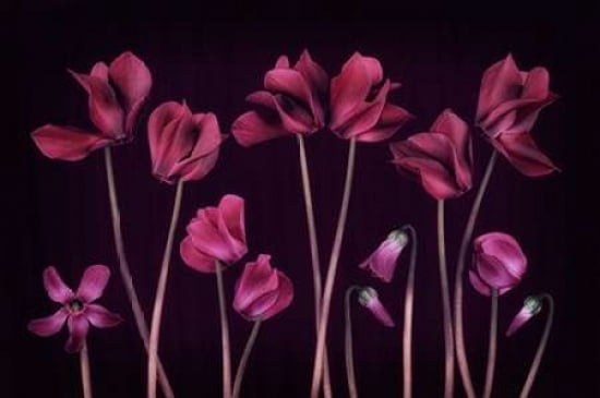 Cyclamen Deep Purple Canvas Art - Cora Niele (12 x 18)