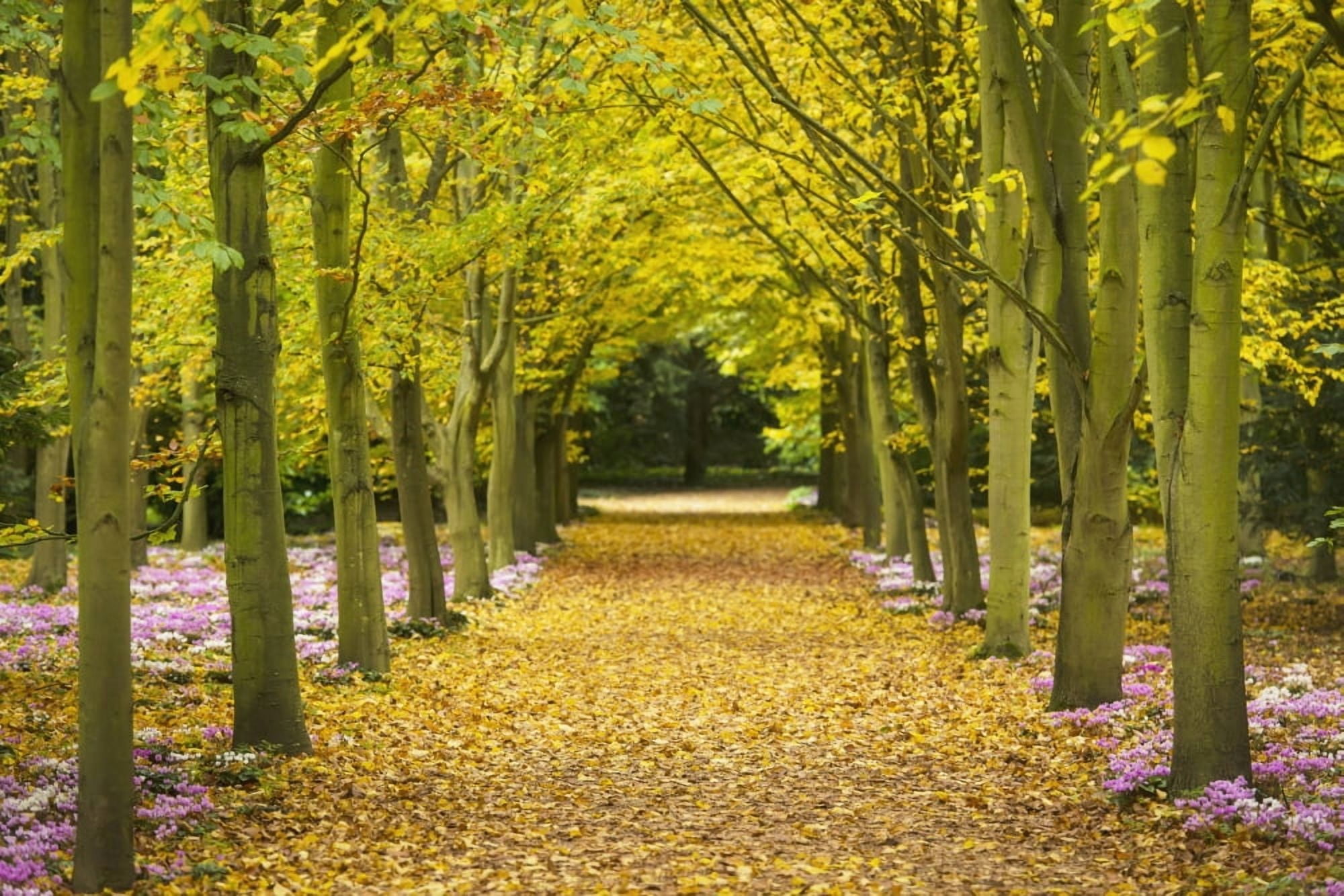 Cyclamen Flowers In Bloom Beside Avenue Of Beech Trees Anglesey Abbey Cambridgeshire United Kingdom Canvas Art - Ian Cumming Design Pics (36 x 24)