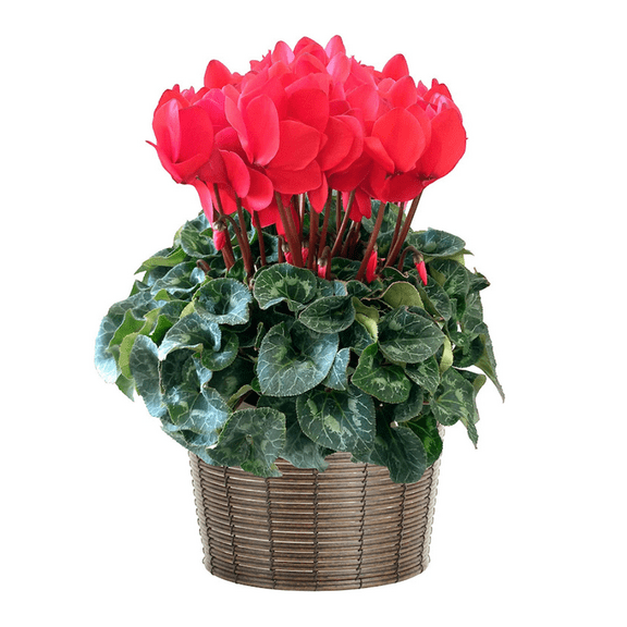 Cyclamen Plant Live in 4 Inches Pot, Vibrant Red Blooms, Winter Flowers, Red Cyclamen Flower Live Plant for Home and Office Decoration