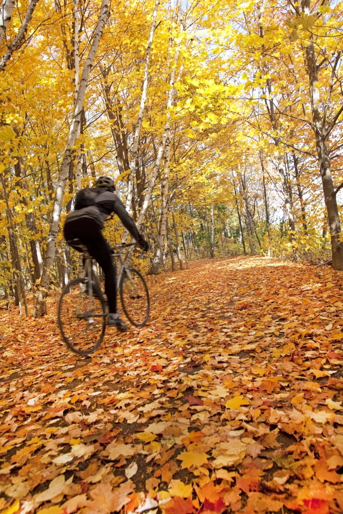 Cyclist Riding In Autumn On Humber Trail Toronto Canvas Art - Peter Mintz Design Pics (24 x 36)