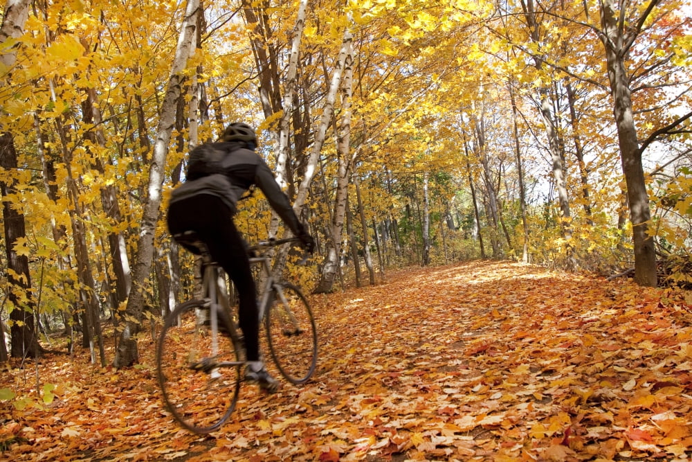 Cyclist Riding In Autumn On Humber Trail Toronto Canvas Art - Peter Mintz Design Pics (36 x 24)