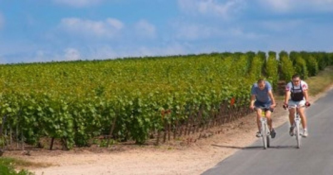 Cyclists in Vineyards of Cote des Blancs Canvas Art - Per Karlsson DanitaDelimont (24 x 13)