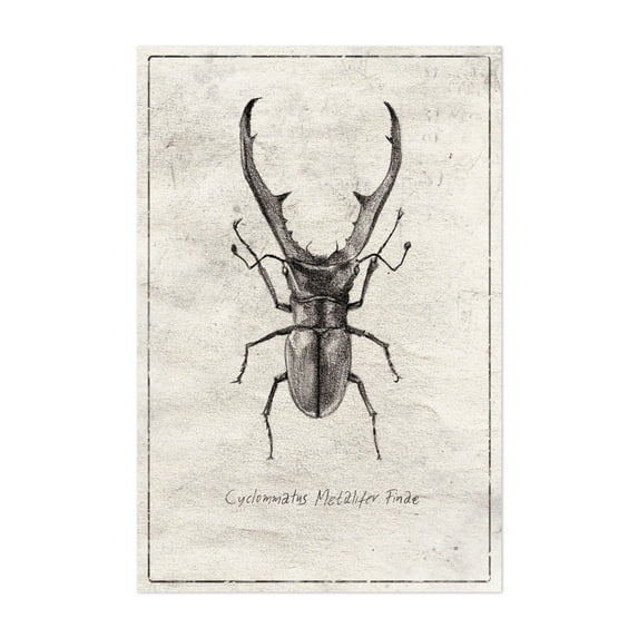 Cyclommatus Metalifer Finae - Drawing Nature Vintage Black and White Botanical Unframed Wall Art Print 20 x 30 inches