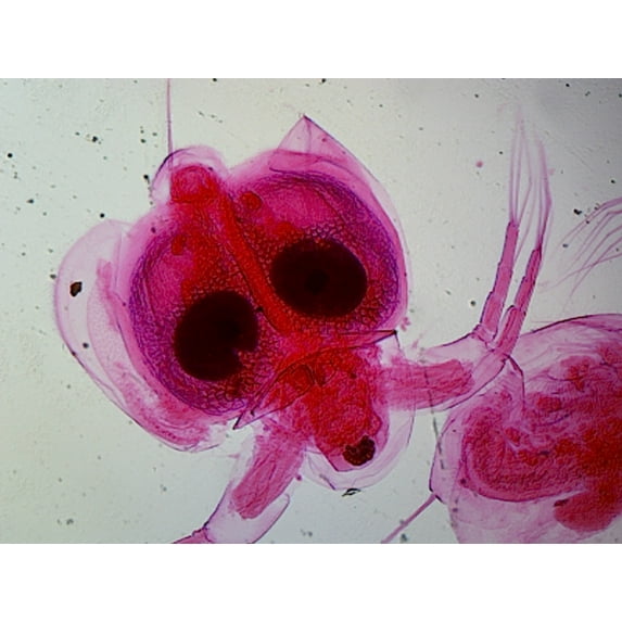 Cyclops (Arthropod, Crustacean); Whole-mount by Go Science Crazy