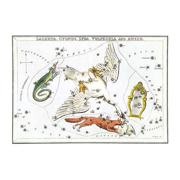 Cygnus and Adjacent Constellations Fine art canvas print (20" x 30")