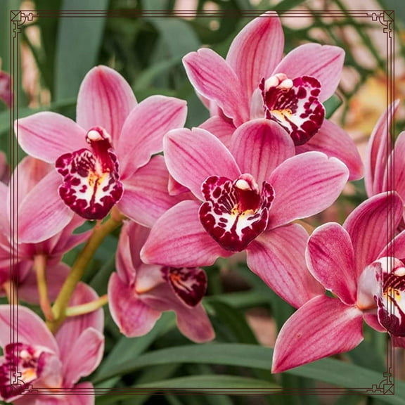 Cymbidium-Attractive Garden Stakes Exquisite Ornamental Blooms Simple to Grow Premium