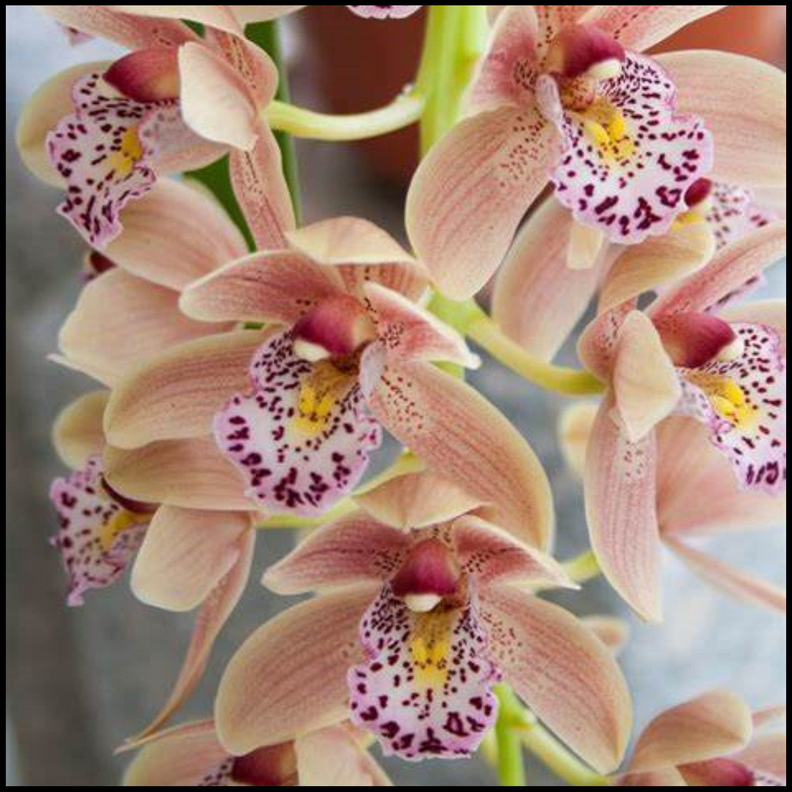 Cymbidium Bulbs,Cymbidium Potting Mix,Cymbidium Plants Outdoor