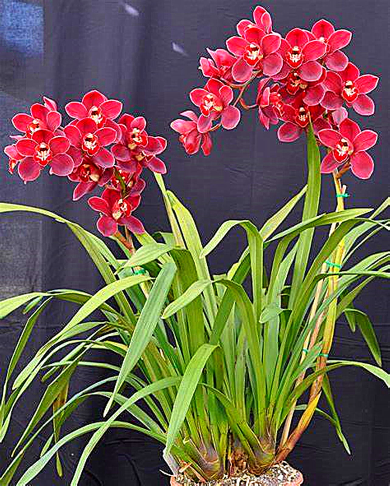 Cymbidium Bulbs , Cymbidium Potting Mix ，Fragrant Flowers,Cymbidium