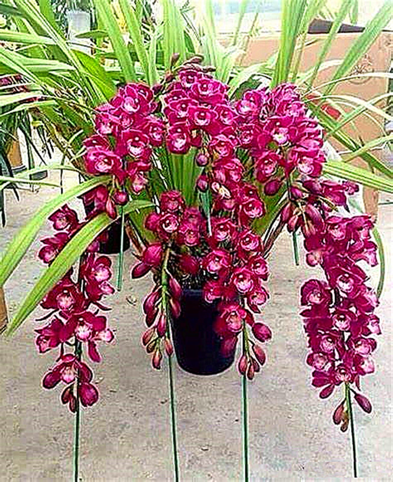 Cymbidium Bulbs , Cymbidium Potting Mix ，Fragrant Flowers,Cymbidium