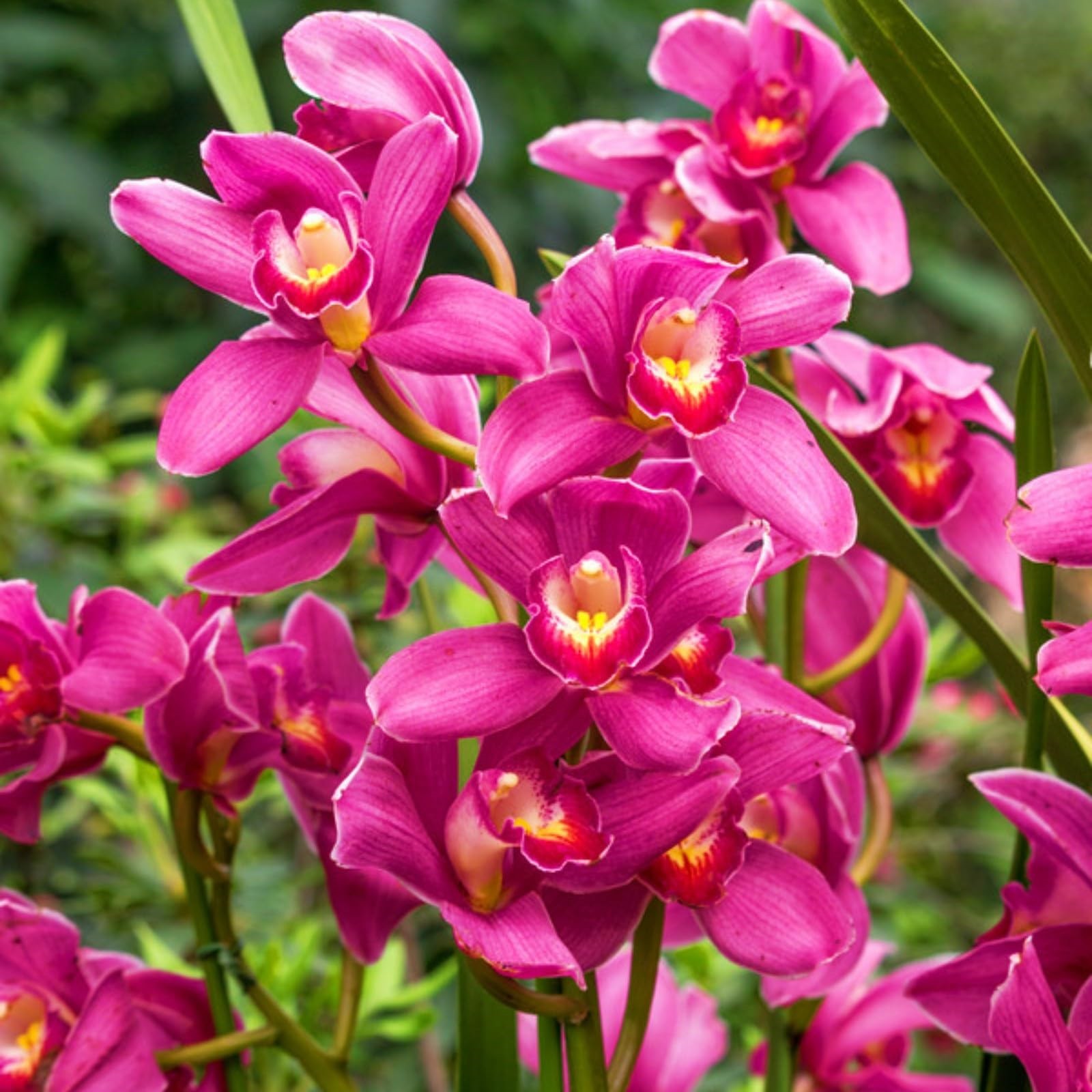 Cymbidium Bulbs For Planting,Cymbidium Plants Outdoor,Cymbidium Plants