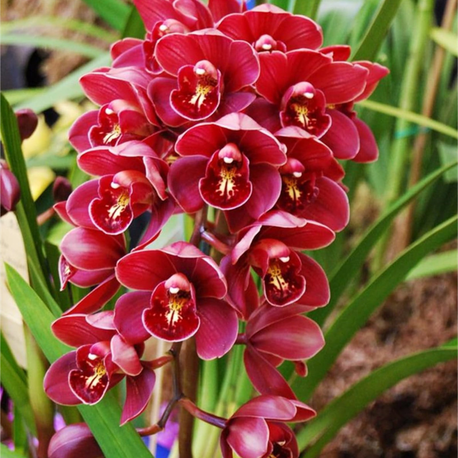 Cymbidium Bulbs For Planting,Cymbidium Plants Outdoor,Cymbidium Plants