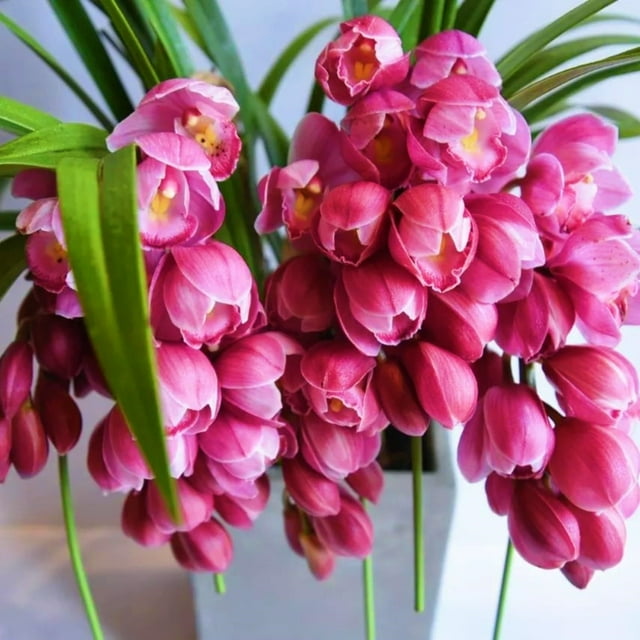 Cymbidium Bulbs For Planting,Cymbidium Plants Outdoor,Cymbidium Plants