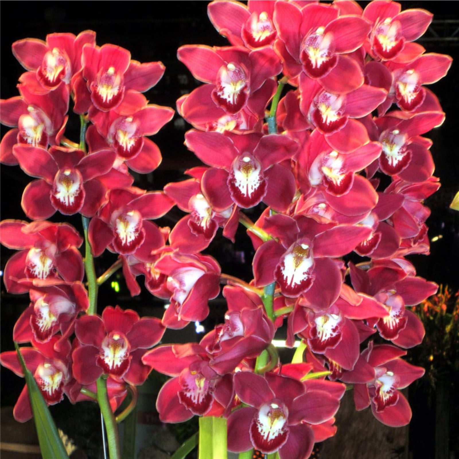 Cymbidium Bulbs For Planting,Cymbidium Plants Outdoor,Cymbidium Potting
