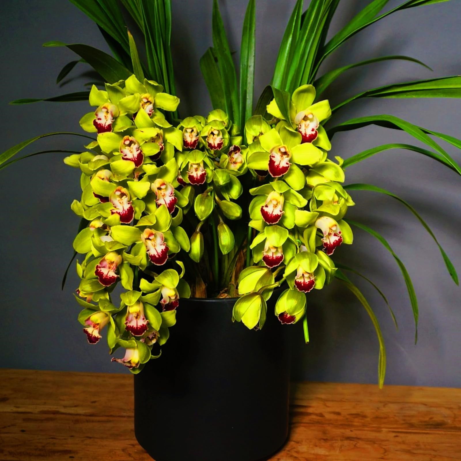 Cymbidium Bulbs For Planting,Cymbidium Plants Outdoor,Cymbidium Potting