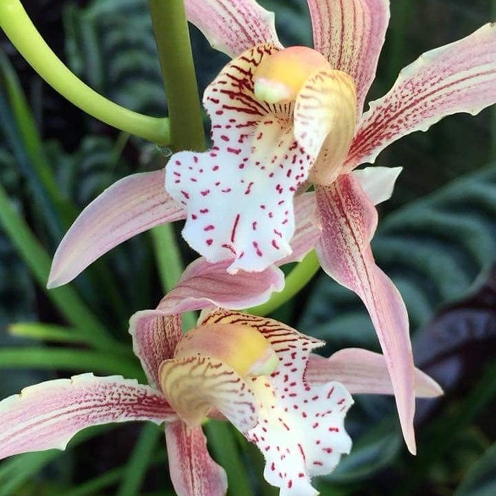 Cymbidium Bulbs For Planting,Cymbidium Plants Outdoor,Cymbidium Potting