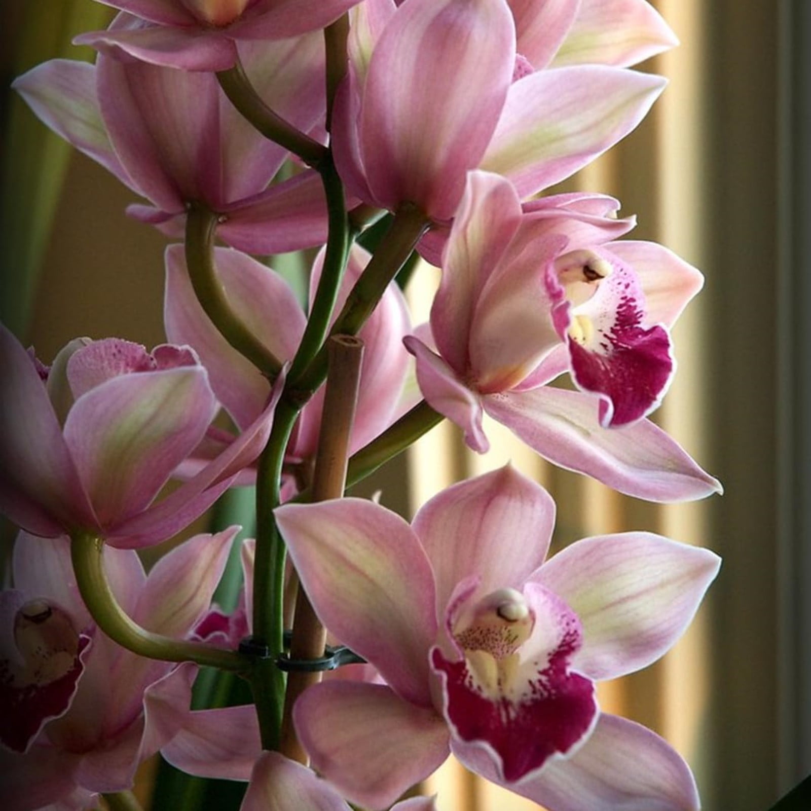 Cymbidium Bulbs For Planting,Cymbidium Plants Outdoor,Cymbidium Potting