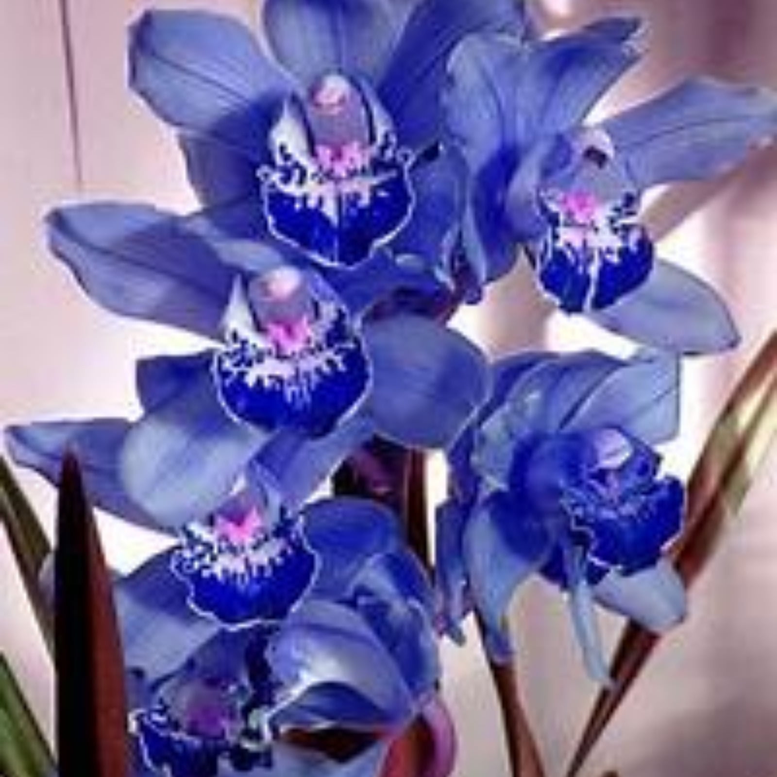 Cymbidium Bulbs For Planting,Cymbidium Plants Outdoor,Cymbidium Potting